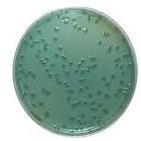 Shigella Bacilo Gram negativo não esporulado Enterobacteriaceae Anaeróbio facultativo Habitat natural: TGI de homens e