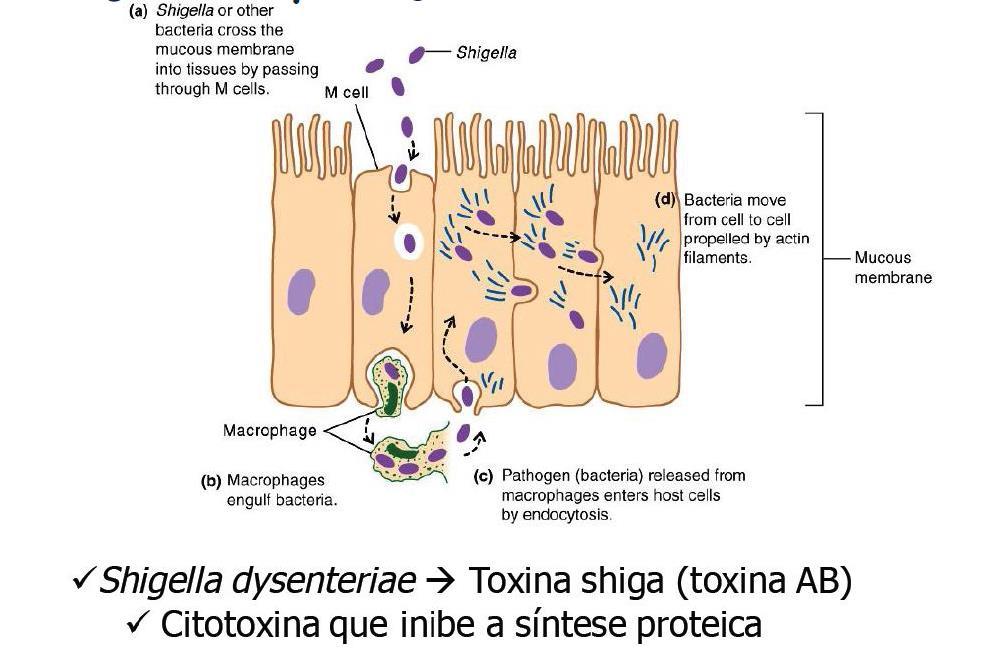 Shigella Aderência e invasão às células M na placa de Peyer; Sistema de secreção tipo III: IpaA, IpaB, IpaC e IpaD endocitose da bactéria na célula; Lise do vacúolo fagocítico e multiplicação no