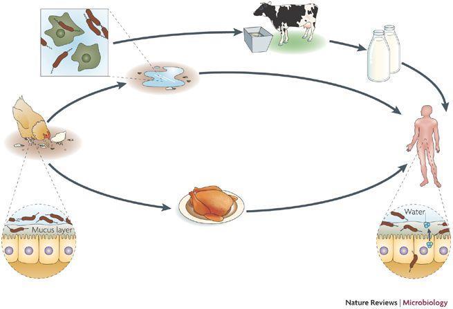 Campylobacter Bacilo Gram negativo curvado em espiral Condições de crescimento: microaerofilia e 42ºC Distribuição mundial com infecções entéricas observadas o ano todo Zoonose: aves, bovinos e