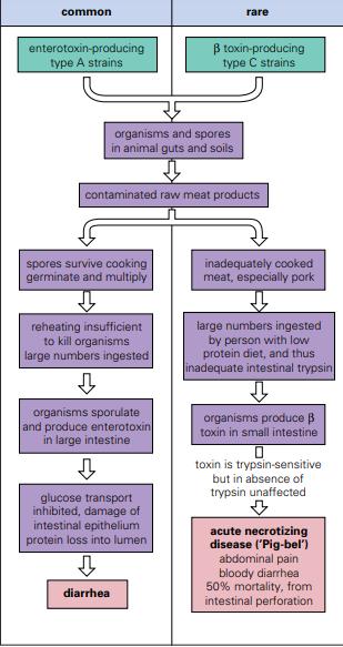 Clostridium perfringens Intoxicação alimentar: Transmissão: ingestão de carne contaminada com tipo A produtor de enterotoxinas (10 8 10 9 células); Curto período de incubação (8-12 horas), duração de