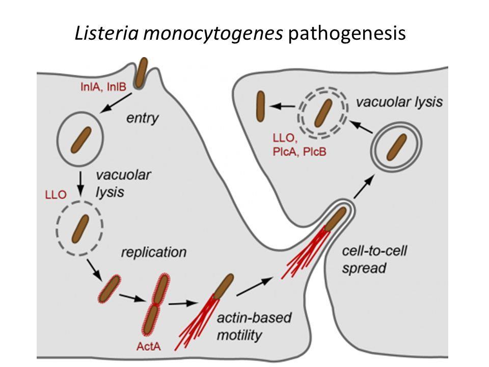 Listeria monocytogenes Aderência aos enterócitos e células M, penetração no citoplasma da célula, lise do fagolisossoma, replicação intracelular, migração para a célula adjacente;