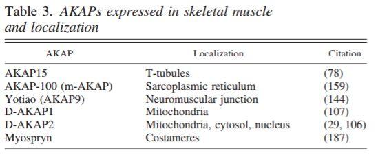 Localização intracelular de PKA em fibras musculares esqueléticas Berdeux R, Stwart R.