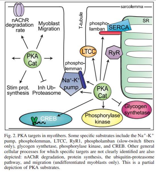 Substratos camp/pka em fibras musculares esqueléticas Substratos de PKA Bomba de Na+/k+ Fosfolambam Glicogênio sintase Fosforilase quinase Receptor de rianodina Proteína de ligação ao