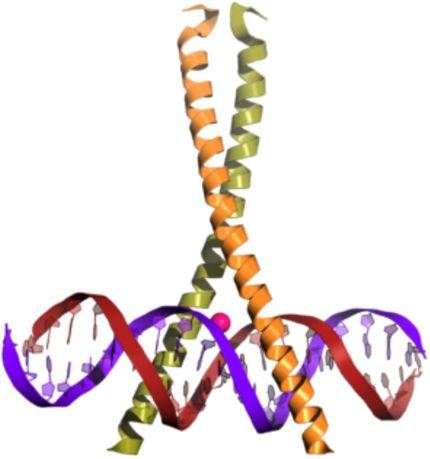 Proteína de ligação ao elemento de resposta do camp (CREB) Características do CREB Fator de transcrição É ativado por fosforilação (PKA e Camk) Regulação por cofatores (ex: CRTC2, NCoR1) Se liga em