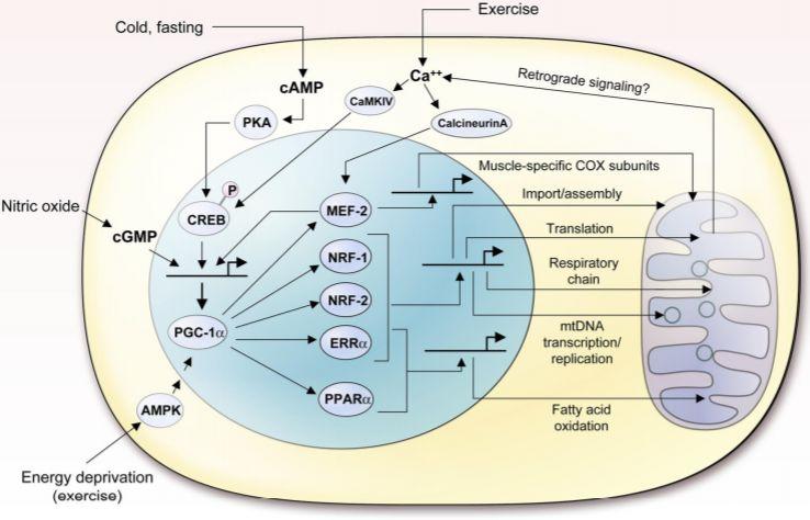 Via PKA/CREB/PGC-1α controla a biogênese mitocondrial da fibra muscular Ativação do receptor β2 Ativação da via PKA/CREB Expressão de PGC-1α Ativação de MEF-2, PPARs, ERRs e NRFs Expressão de genes