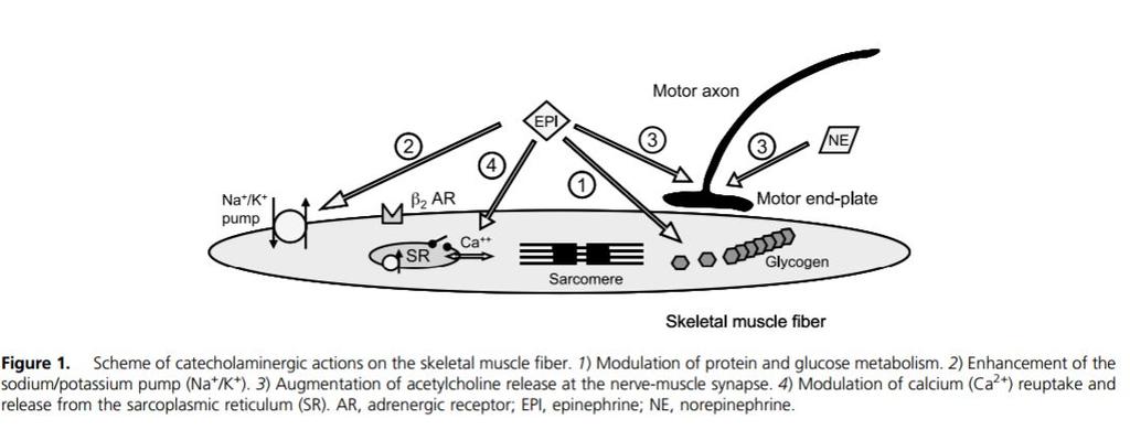 O Sistema Nervoso Simpático regula uma série de funções no músculo esquelético Roatta and
