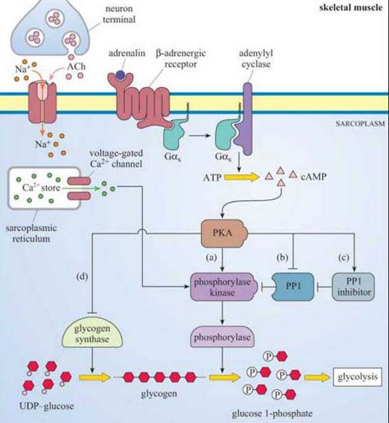 Modulação do metabolismo de glicose Ativação do receptor β2 Ativação da via camp/pka PKA ativa a