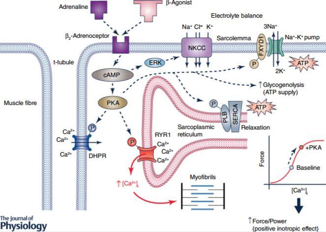 Modulação no fluxo de cálcio Ativação do receptor β2 Ativação da via camp/pka PKA