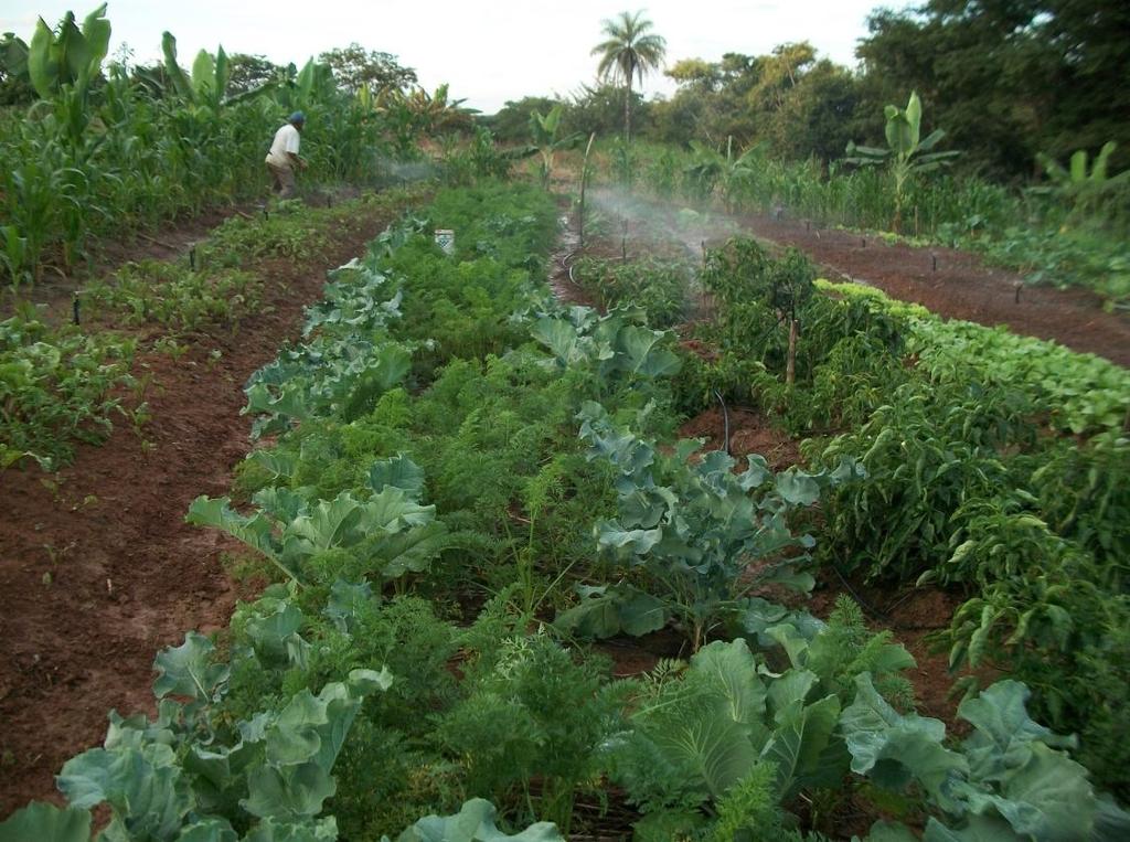 espinafre, jiló, milho verde, nabo, pimentão, quiabo, rabanete, repolho, mandioca 1.