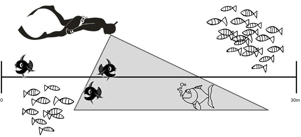 14 Figura 5 - Representação esquemática do método de transecção linear em faixa para amostragem de espécies de peixes recifais.