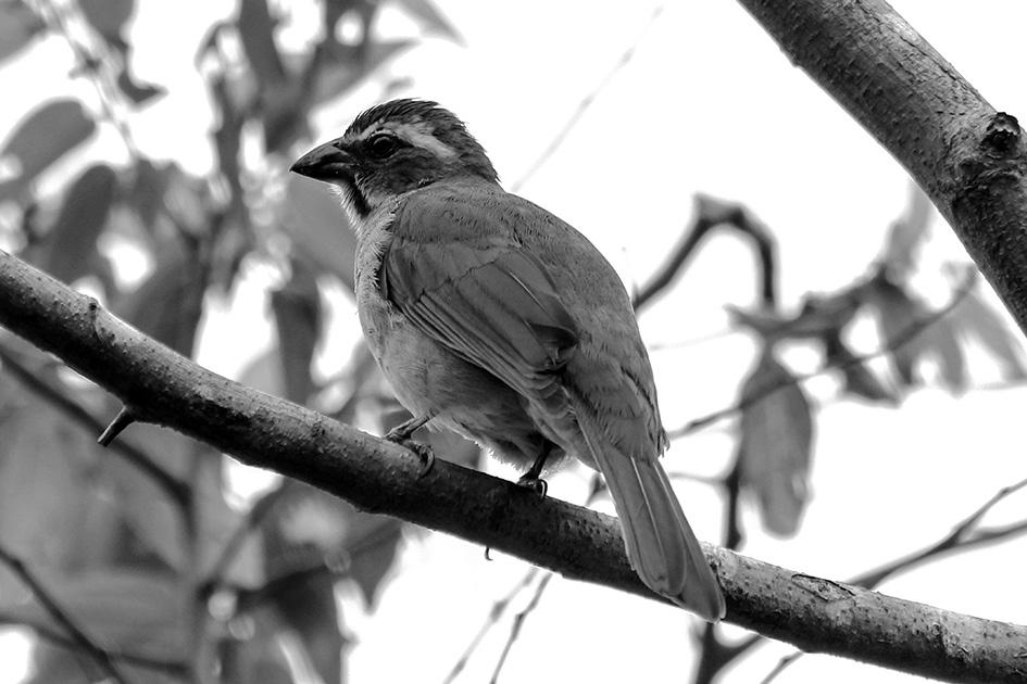 Aves Passeriformes do Município de Caputira, Minas Gerais Wander José dos Reis - Emanuel Teixeira da Silva 2009).