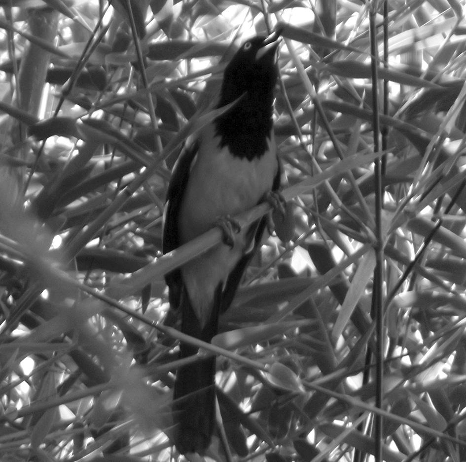 Aves Passeriformes do Município de Caputira, Minas Gerais Wander José dos Reis - Emanuel Teixeira da Silva Figura 10 Icterus jamacaii (Sofreu ou Corrupião).