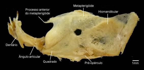 Figura 24.