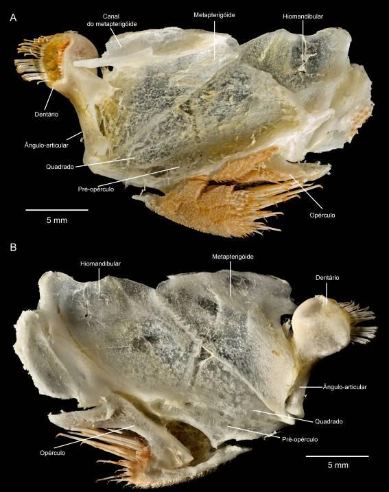 Figura 27. Suspensório de Spectracanthicus sp.