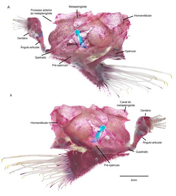 Figura 28. Suspensório de Spectracanthicus sp.