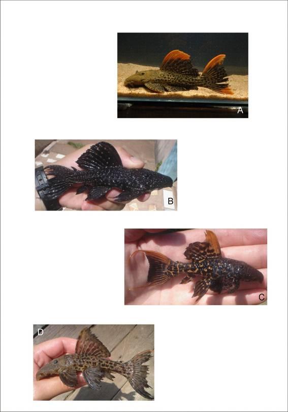 Figura 59. Colorido de (A) Pseudacanthicus leopardus, (B) Pseudacanthicus sp.