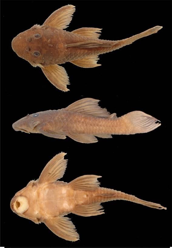 Figura 72. Spectracanthicus sp.