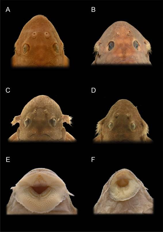 Figura 73. Perfil dorsal do focinho de Spectracanthicus sp. Tocantins (A), Spectracanthicus sp. bola branca (B), S.