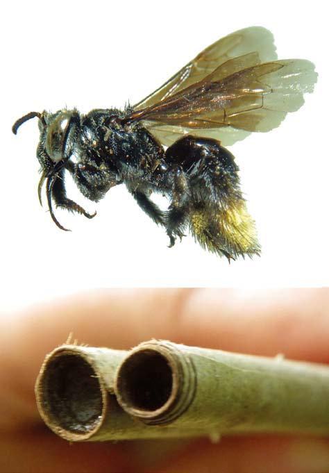 insetos esguias, apresentando pilosidade e na sua classificação taxonômica apresenta apenas 2 gêneros : Tetrapedia e Coelioxoides (Silveira et al., 2002).