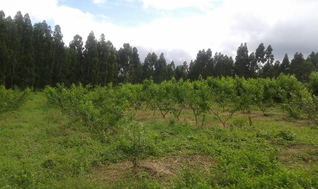 27 Figura 2_Espaçamento e condução das plantas de pessegueiro Fonte: o autor, 2015. 3.