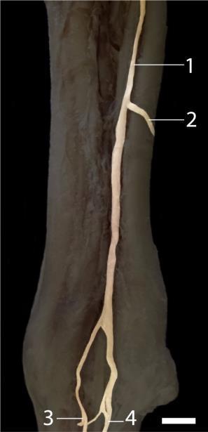 (fig.3), as quais não são citadas nas literaturas consultadas (Budras et al., 2012; Constantinescu et al.