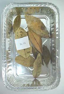 Sacos contendo detritos misturados: Espécies Aporte Vertical (%) Composição de detritos misturados (g) Protium heptaphyllum