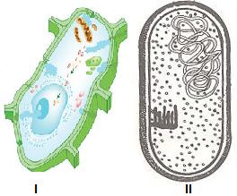 2013 / 12ª Classe / Exame de Biologia / 1ª Época 9. Os organismos 1, 2, 3 e 4 são respectivamente A anelídeos, répteis, moluscos e artrópodes. B artrópodes, moluscos, anelídeos e répteis.
