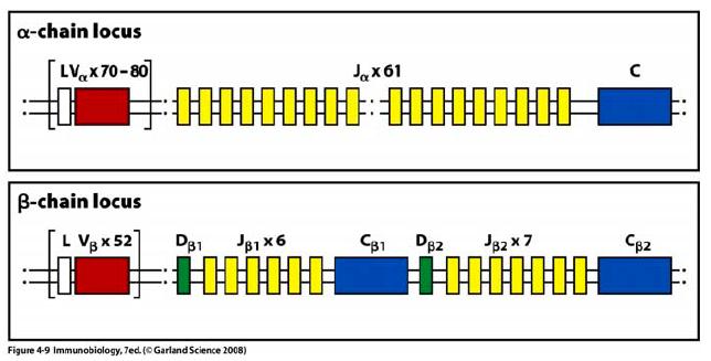 Organização dos loci α e ß do TCR A região amino terminal variável (V) das cadeia α e ß é codificada em uma região do gene TCRA ou TCRB formada por vários segmentos genicos V, (D), J Os segmentos