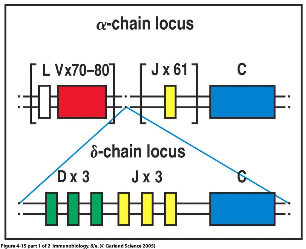Organização dos loci γ e δ do TCR TCRG (cromossomo 7) > Cadeia γ (recombinaçao VJ) TCRD (cromossomo 14) > Cadeia δ