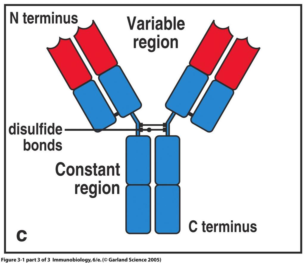 Reconhecimento nos Linfocitos B Linfocitos B Ig Ligadas a membrana na superficie dos linfocitos B = receptor da celula B (BCR) Ig Secretadas pelos linfocitos B (anticorpos) e residentes na