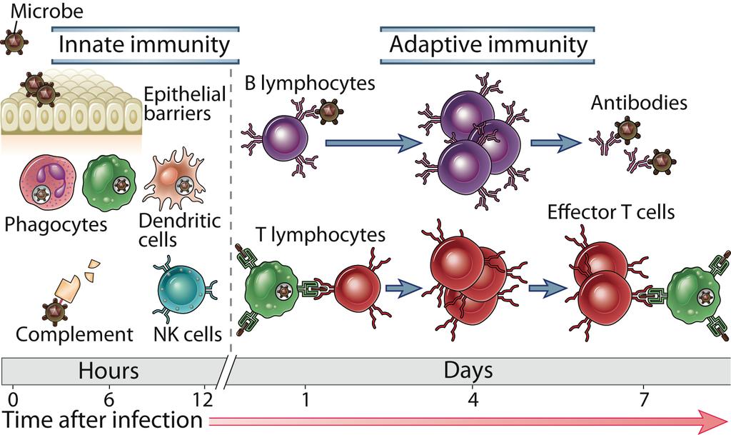 Imunidade adquirida Linfocitos B AC/BCR Reconhecimento direto TCR