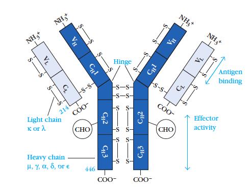 Anticorpos e BCR (linfocitos B) Todos os AC compartilham uma estrutura comum de 4 cadeias polipeptidicas 2 cadeias leves (L) identicas 2 cadeias pesadas (H)