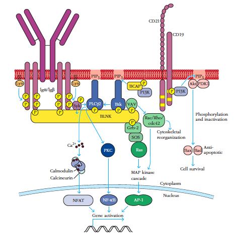 BCR (linfocitos B) Ag CD21=CR BCR Mutaçoes em Btk =>