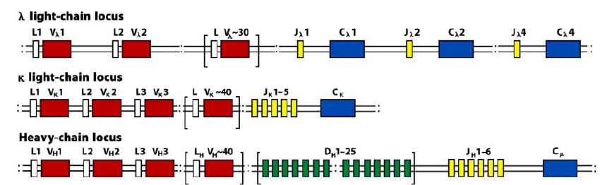 Organização dos loci H e L (λ, κ) do BCR/AC λ, κ (cromossomo 2 e 22) > Cadeia L BCRH (cromossomo14) > Cadeia H A região amino terminal variável (V) das cadeia H e L é codificada em uma região genica