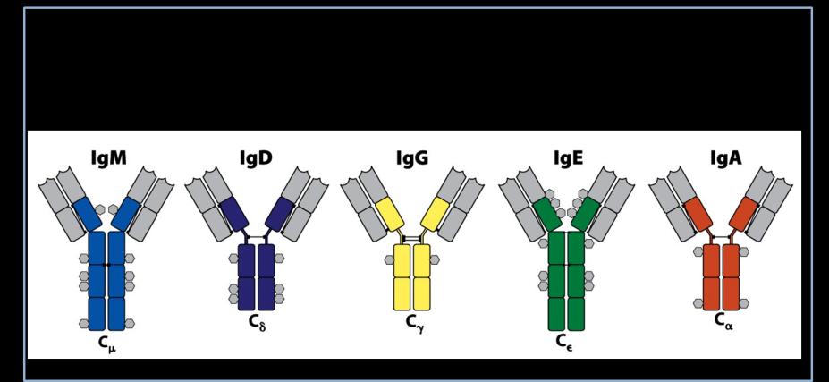 Isótopos e função dos anticorpos CADEIAS PESADAS e REGIAO CONSTANTE DO AC