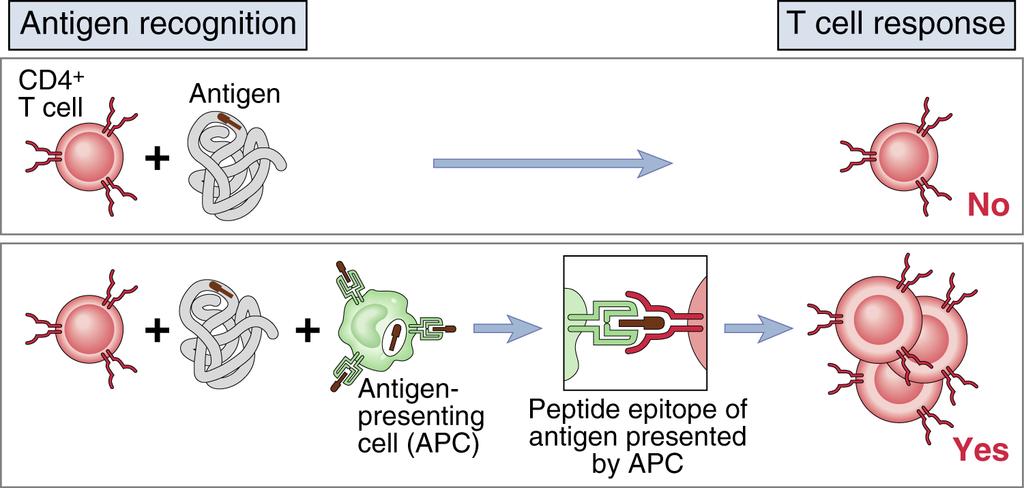 Reconhecimento nos Linfocitos T ANTICORPOS Linfocitos T CD4+ (helper) TCR reconhece peptideos derivados de Ag processados em celulas apresentadoras de Ag (APC) e apresentados no contexto do MHC-II