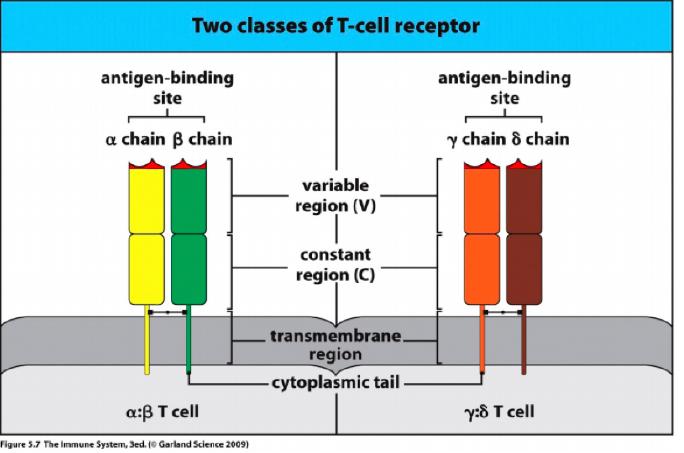 Reconhecimento nos Linfocitos T O TCR é um heterodimero: 2 cadeias
