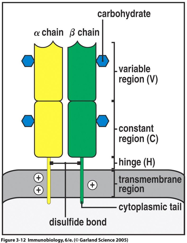 TCRαß (receptor da cell T tipo αß) Heterodimero de superficie: 2 cadeias polipeptidicas (α e ß) Porção Variável (V) das 2 cadeias = Interaçao com MHC/Ag Região variável =Sitio de ligação de MHC/Ag