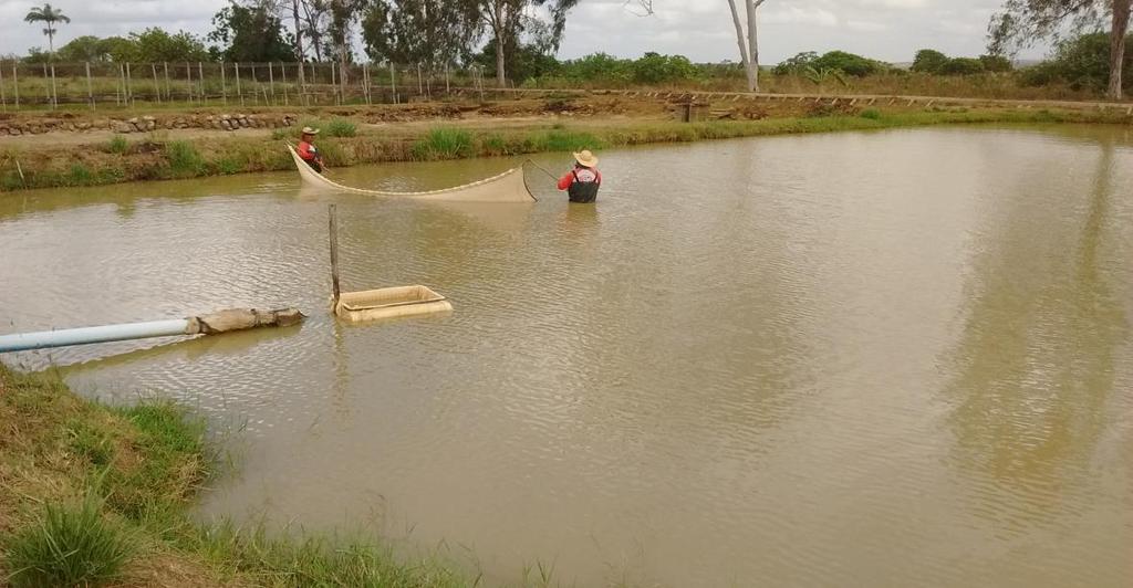 34 naturalmente, depois de 10 dias dos reprodutores soltos no viveiro é iniciado a coleta das nuvens de alevinos com uma rede de 5x2m e malha 1mm.