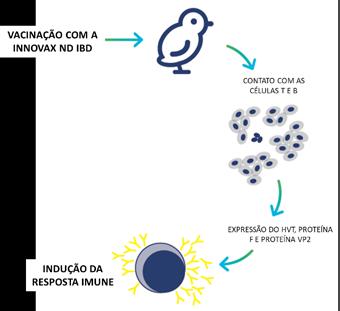 Innovax ND-IBD Proteção, conveniência e produtividade em uma única ferramenta Jorge Werlich Gerente Técnico MSD Saúde Animal Resultado de 14 anos de pesquisa, a Innovax ND-IBD chega ao Brasil com uma