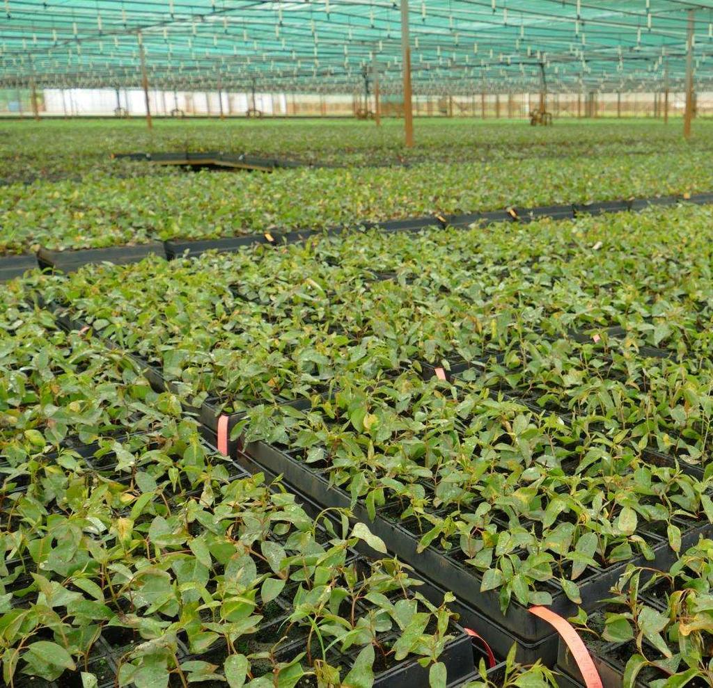VIVEIRO O Viveiro de plantas clonais de eucalipto tem capacidade para a produção de 12 milhões de plantas por ano Situa-se em Luá, distrito do Ile, província da Zambézia 60 colaboradores