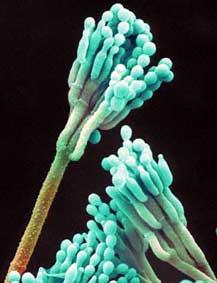 Penicillium