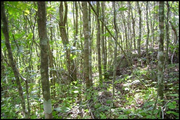 28 Já o local III, situado na região conhecida como Cascata do Mezzomo, na localidade de Val Feltrina, município de Silveira Martins/RS, apresenta floresta em estágio de regeneração (Figura 2).