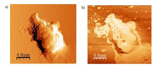 4 AFM no Estudo de Células 67 4.6 Medidas de Dimensão Fractal As imagens de AFM também foram importantes para a análise do nosso parâmetro alternativo, a dimensão fractal.