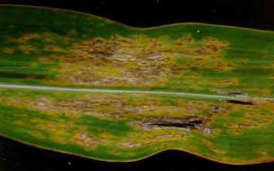 91 A B C 1 2 10 9 3 8 4 7 5 6 Figura 35. Destaque das folhas de sorgo com sintomas da doença antracnose foliar, causada pelo fungo fitopatogênico C. sublineolum.