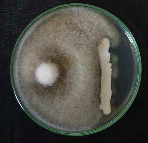 este se mantém por todo o período de incubação (++); D há o retardo no desenvolvimento micelial, mas no fim do período de incubação o fungo filamentoso se desenvolve por cima da levedura (+/-).