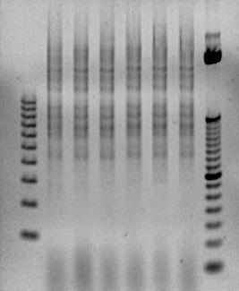 46 M1 1S110 1S111 1S112 2S01 2S04 2F58 M2 Figura 5. Gel de agarose (1,3%) dos produtos de PCR utilizando ISSR com primer GTG 5 das linhagens pertencentes à espécie T. globosa.