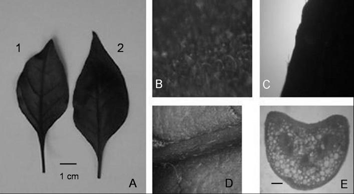 Aspectos morfológicos das folhas de Alternanthera dentata. A) Aspecto geral da folha. B) Detalhe da face adaxial. C) Detalhe da margem da folha. D) Detalhe da face abaxial.