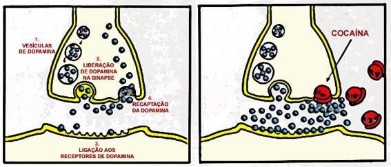 Ação de drogas Cocaína- impede a