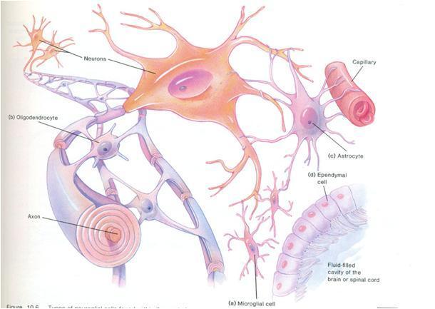 Células neurogliais Astrocito- fornece suporte físico e transporte de substancias entre vasos sanguíneos e os neurônios Oligodendrocito (célula de schwann) - forma camada de mielina